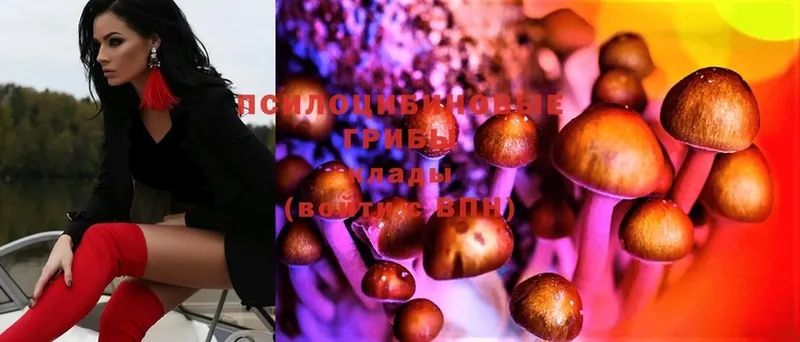 Галлюциногенные грибы MAGIC MUSHROOMS  наркота  Адыгейск 